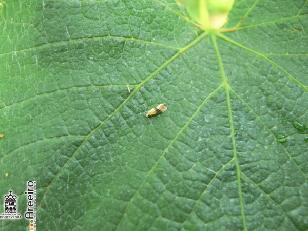 Polilla del Racimo - Grapevine moth - Couza do acio >> Clysia ambigüella.jpg